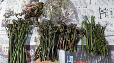 ワラビ1.jpg