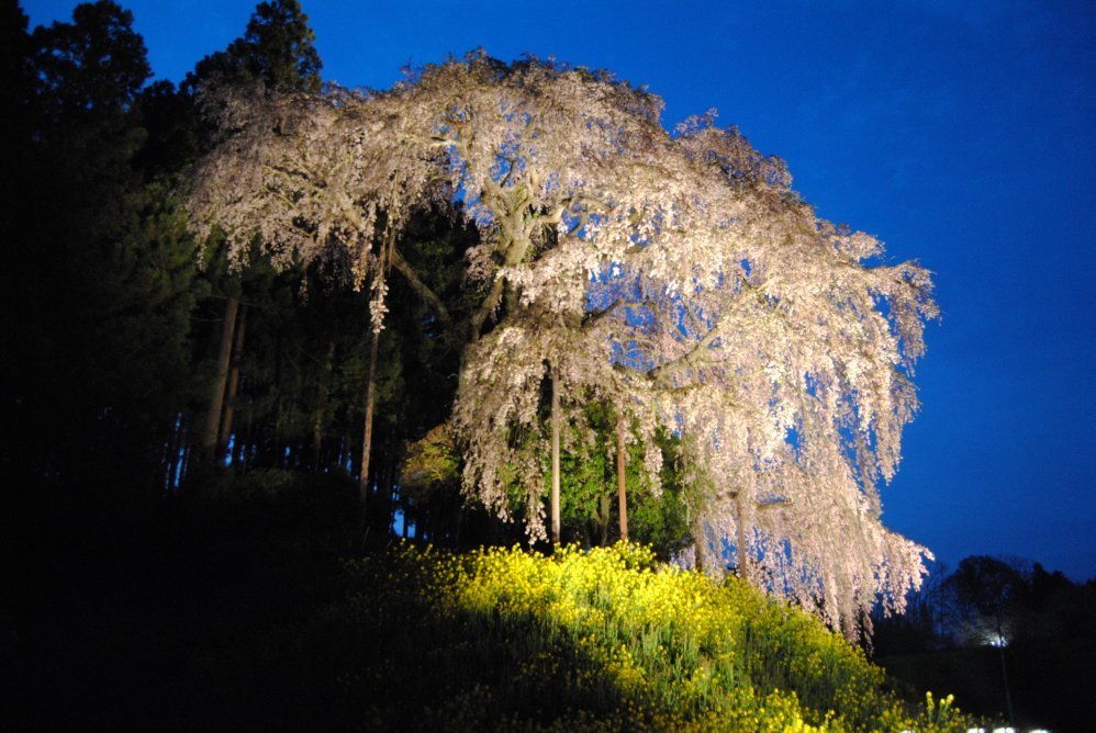 福島県最後の見納めの合戦場のしだれ桜のライトアップ ｃａｍくんの動画とデジカメ情報サイト