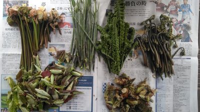 山菜1.jpg