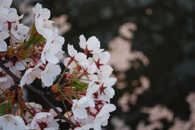 弘前公園早朝の桜2.jpg