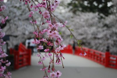 弘前公園早朝の桜3.jpg