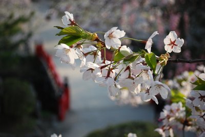 弘前公園早朝の桜5.jpg