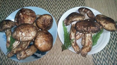 松茸1.jpg