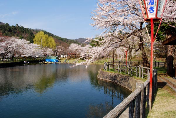 真人公園の桜は 今が見頃です ｃａｍくんの動画とデジカメ情報サイト