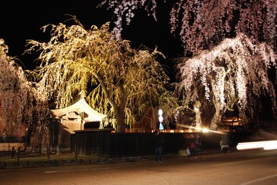 角館の桜2.jpg