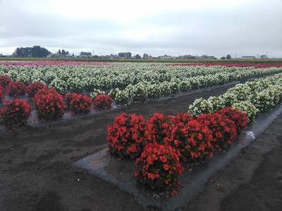 IMG_20180926_094509.jpg
